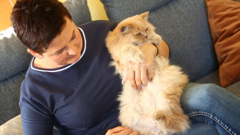 Veterinární poradna se věnuje péči o kočičí seniory